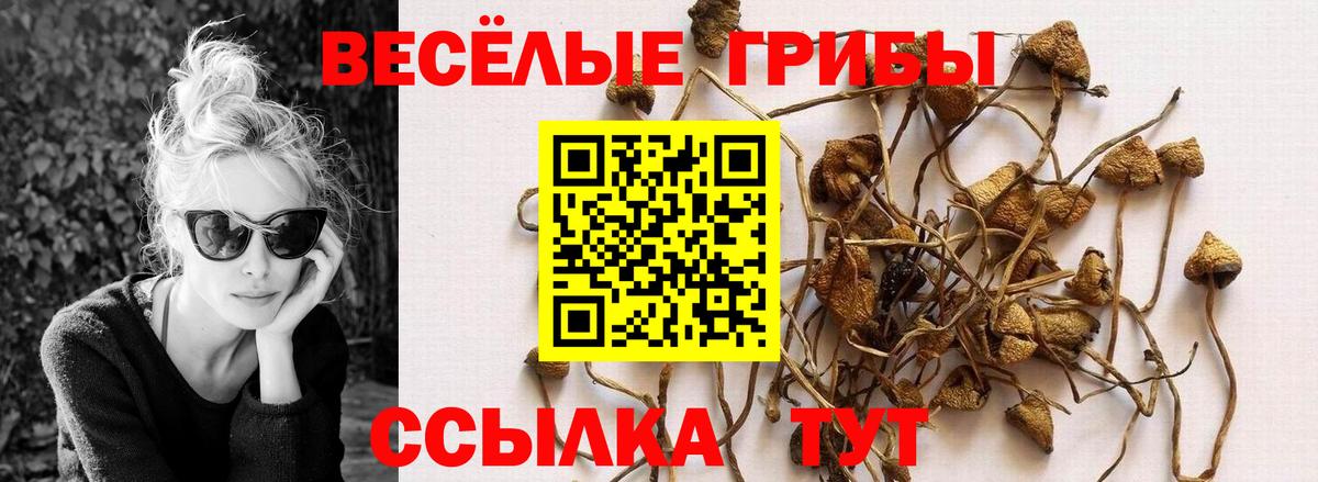 Татарск  Псилоцибиновые грибы прущие грибы  Вход с VPN  Псилоцибиновые грибы Cubensis 